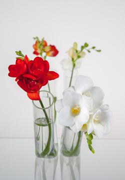 Oboustranná skleněná váza Free s květinou