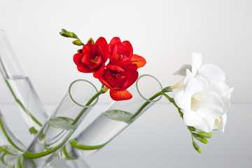 Oboustranná skleněná váza Free s květinou - detail