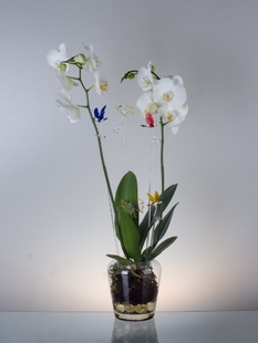 Klima váza pro orchidej