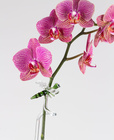 Skleněná tyčinka pro orchidej - vážka