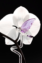 Skleněná tyčinka pro orchidej - kolibřík fialový