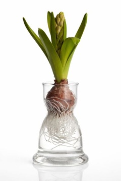 Váza pro cibuloviny - Typ A