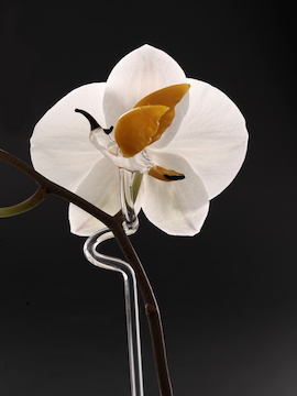 Skleněná tyčinka pro orchidej - kolibřík žlutý