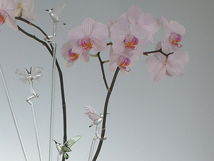 orchidej