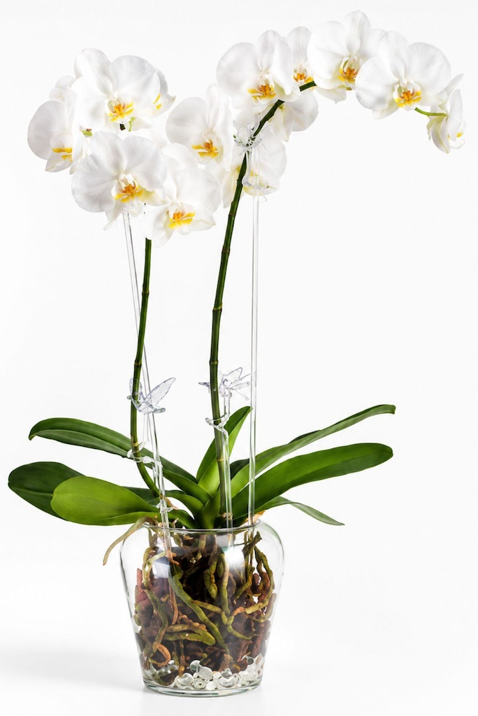 Klima váza pro orchidej