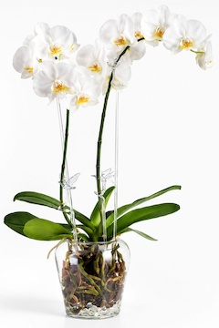 Klima váza pro orchidej