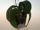 klima váza pro orchidej 