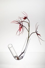 Oboustranná skleněná váza Free s květinou